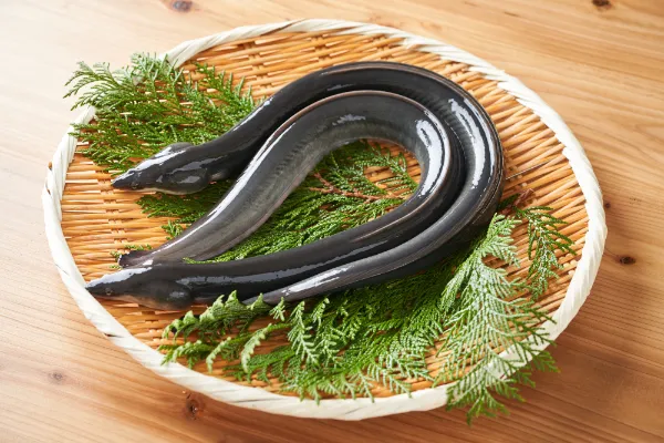 上品な味わい。国産うなぎの魅力