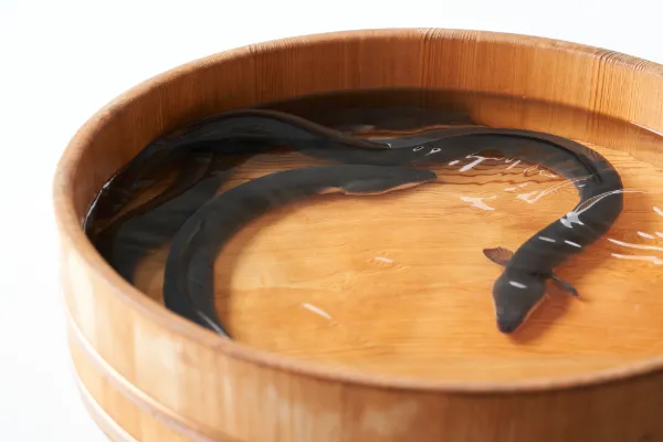 上品な味わい。国産うなぎの魅力
